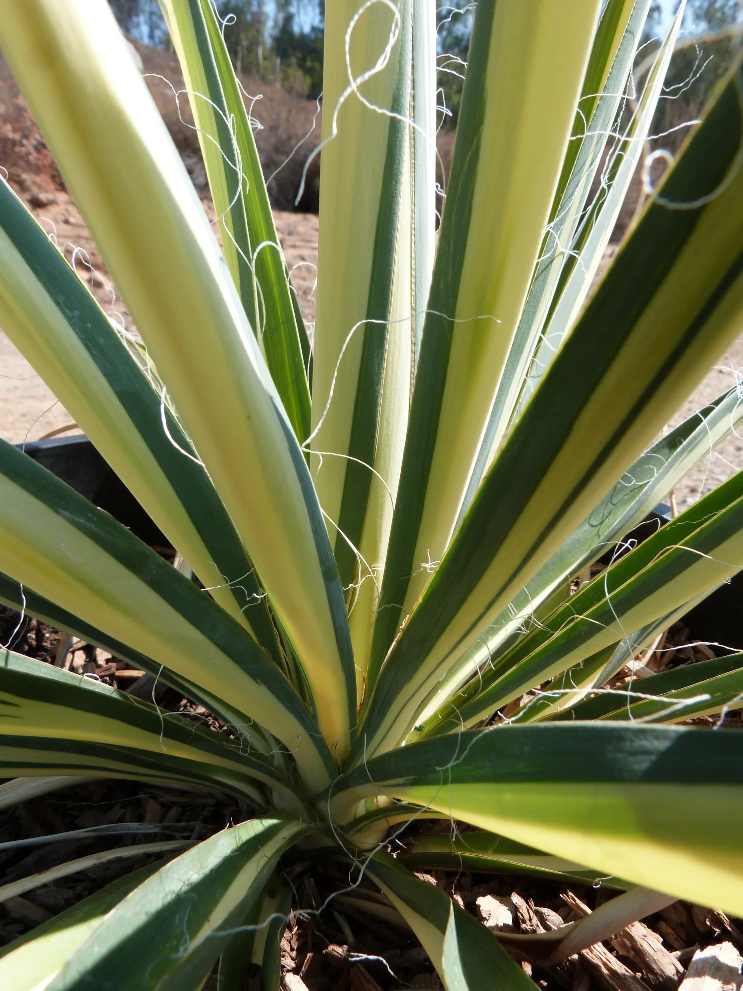 Yucca Filamentosa T Y Nursery
