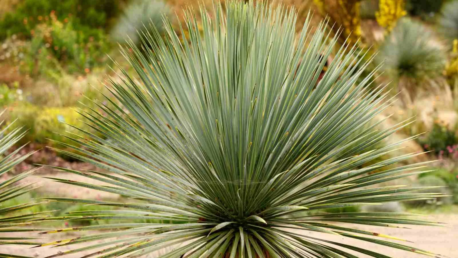 Yucca Plant Care How To Grow And Care For Yucca Plants