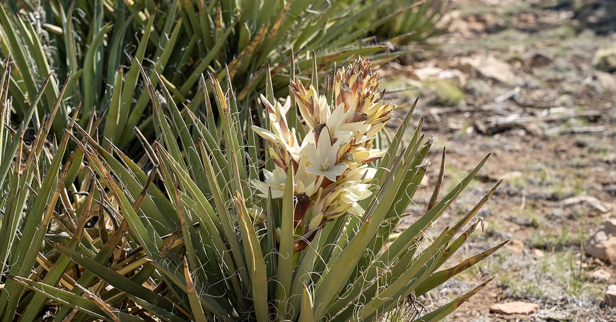 Yucca Yucca Spp Growing Care Guide The Garden Magazine