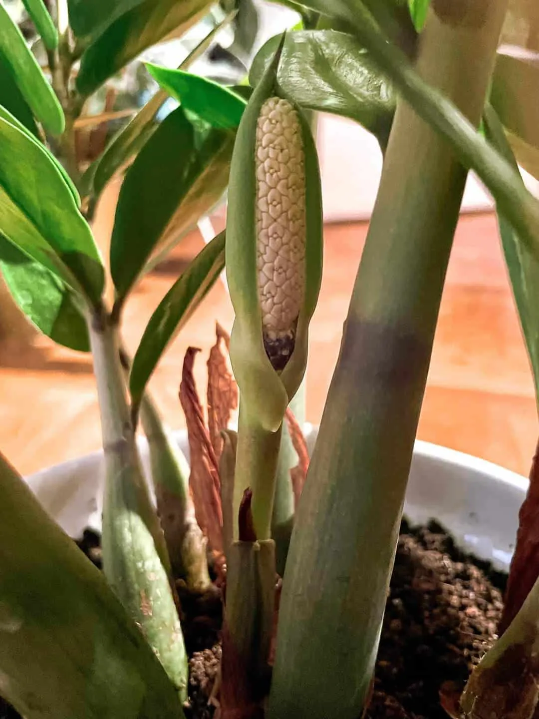 Zz Plant Flower Everything You Need To Know Plants Craze